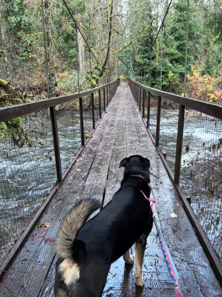 Dog-Friendly Hike at Eagle Fern County Park Loop Trail – Conquering the Upper Loop with Padme