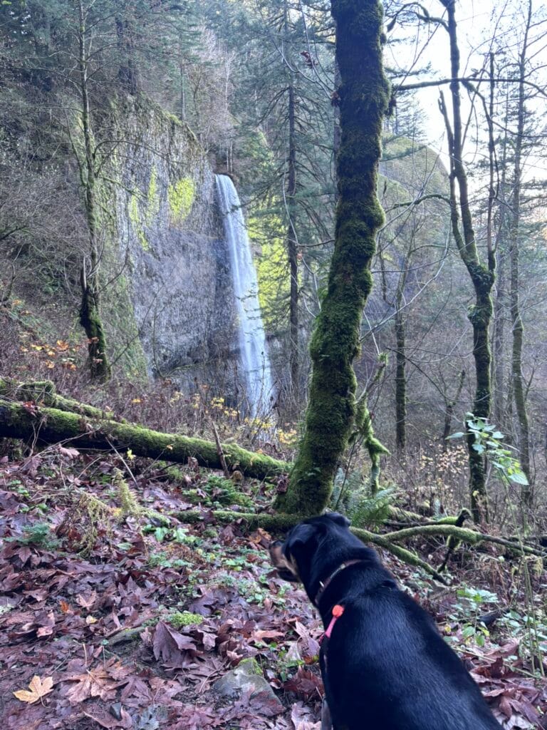 Latourell Falls Loop – A Pretty Hike, But Not Great for My Knees