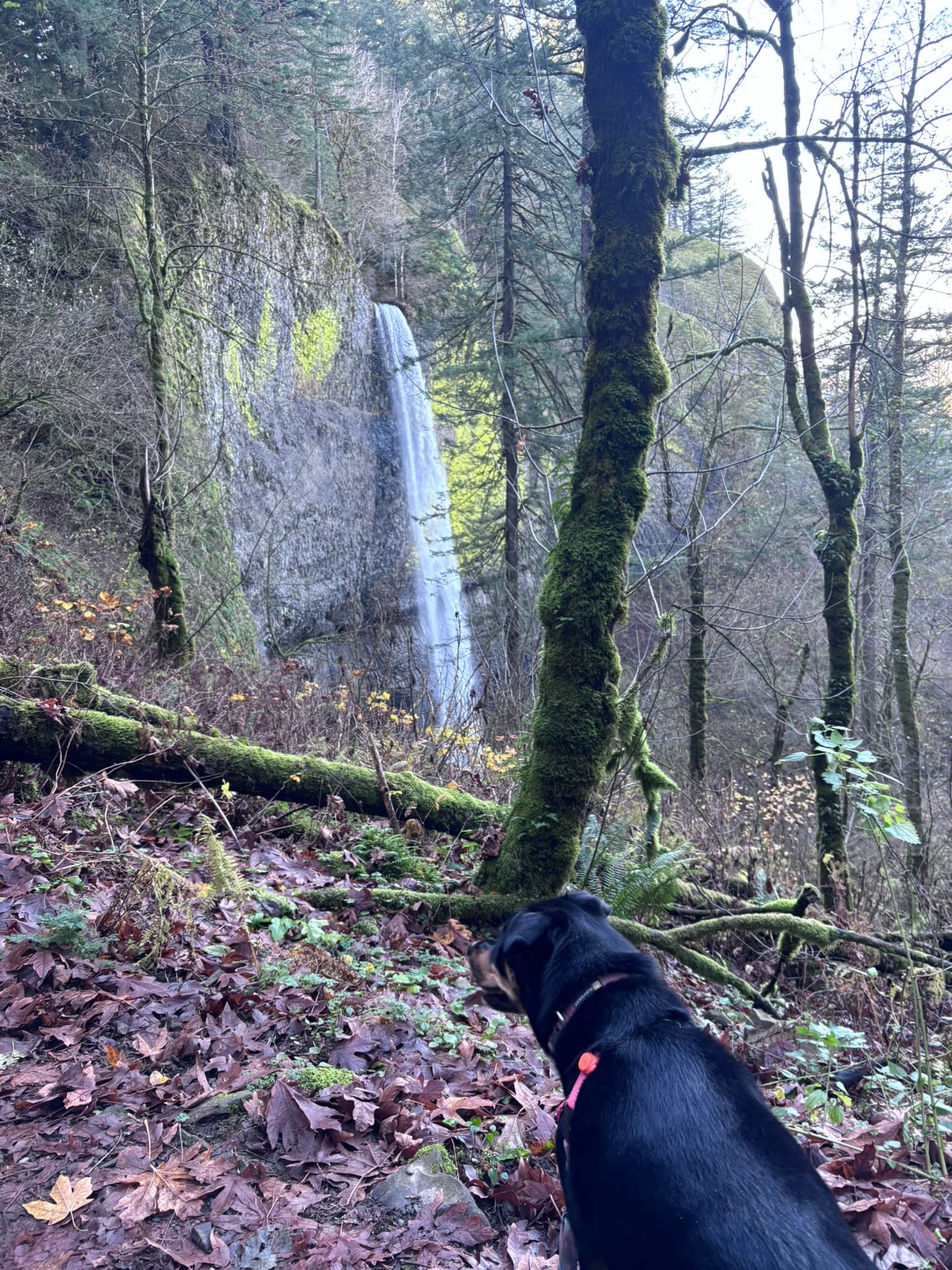 Latourell Falls Loop – A Pretty Hike, But Not Great for My Knees