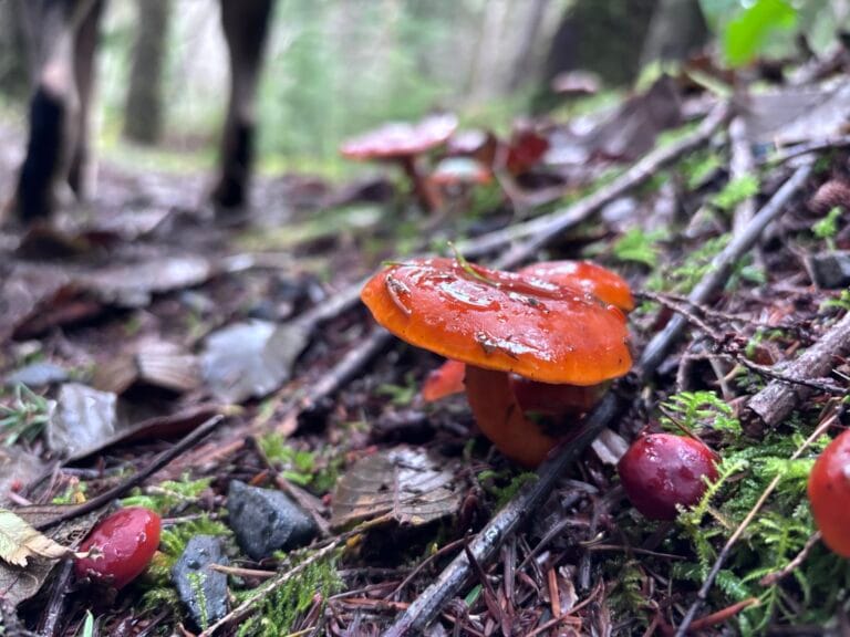 Navigating the Kwis Kwis to Fort-To-See Trail: A Solo Hiker’s Perspective