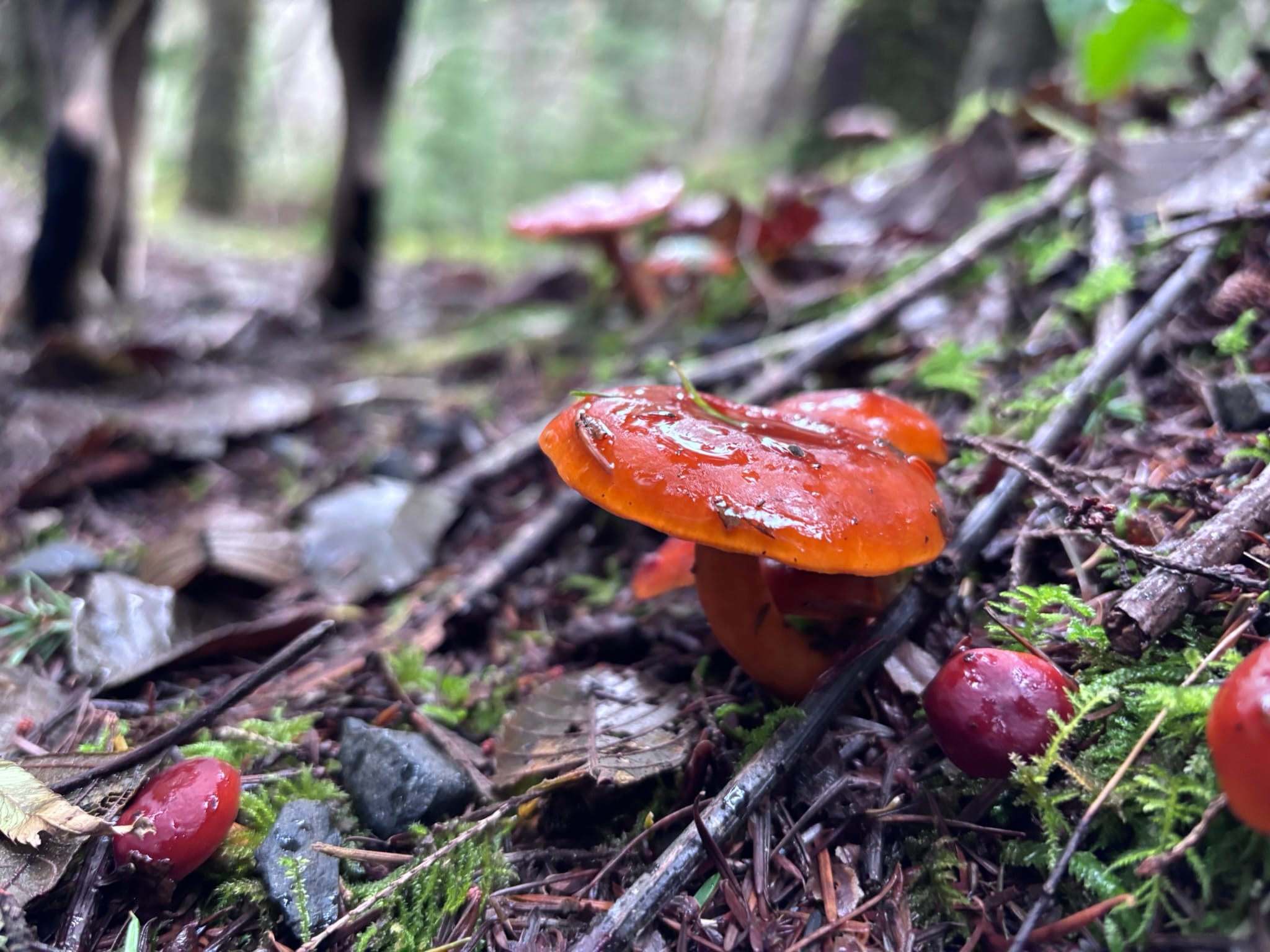 Navigating the Kwis Kwis to Fort-To-See Trail: A Solo Hiker’s Perspective