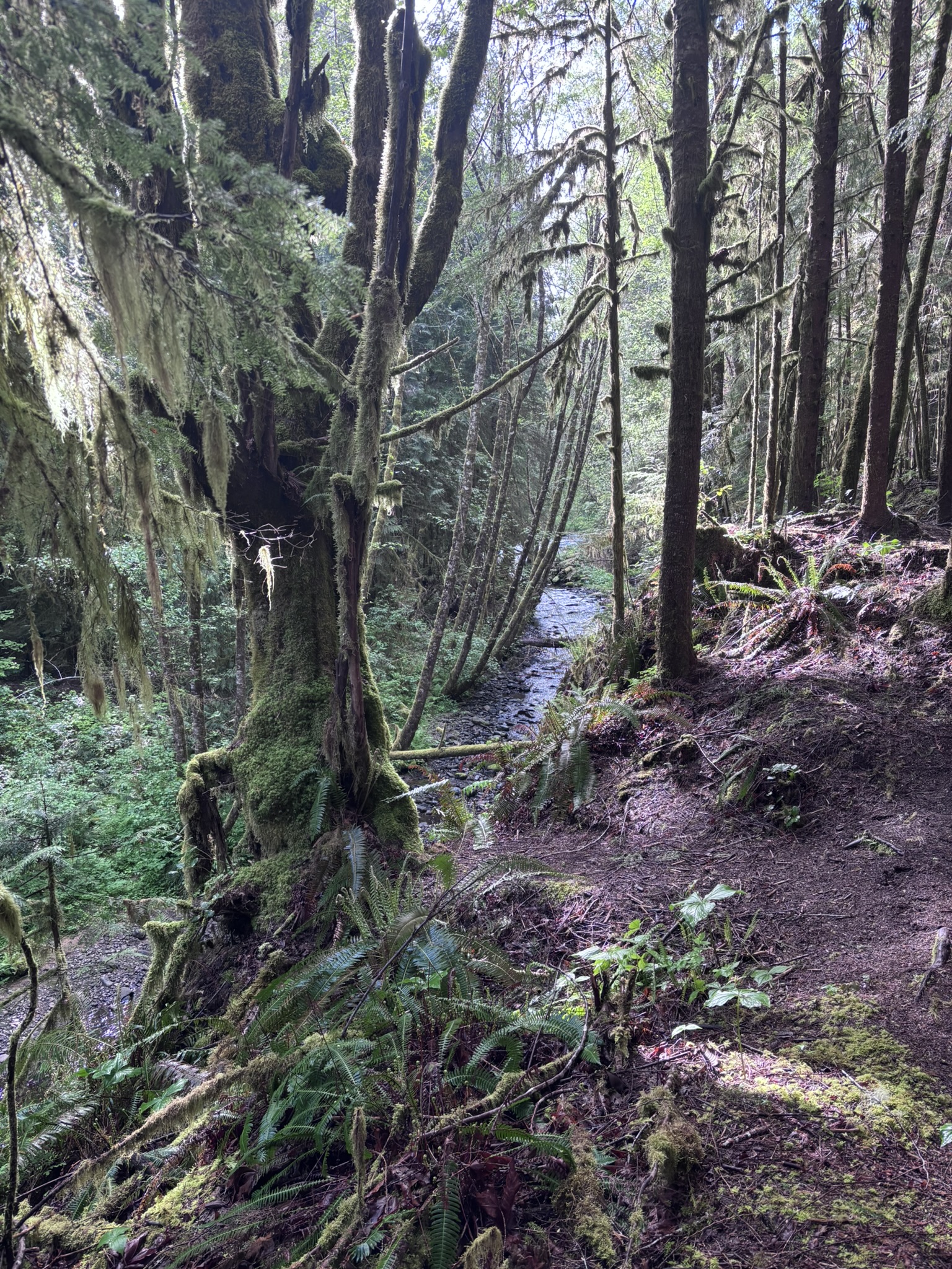 Gnat Creek Trail